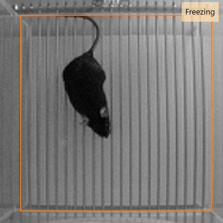 any-maze freezing nature mouse