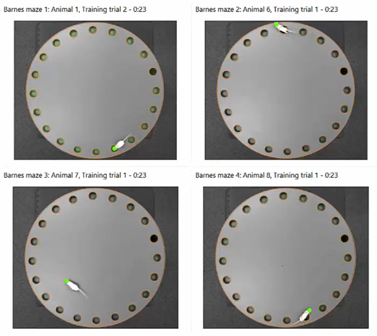 Simultaneously tracking in four Barnes mazes picture