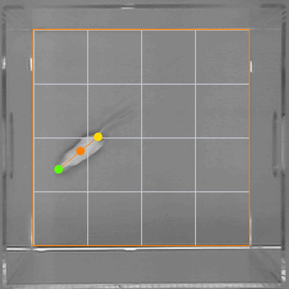 Floor plan of the enclosure design for experiment 2. Behaviour was